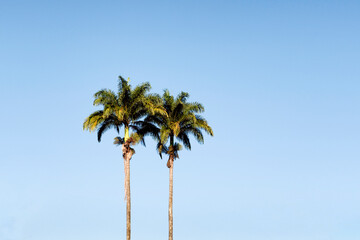 Roystonea oleracea, Caribbean royal palm, Imperial palm