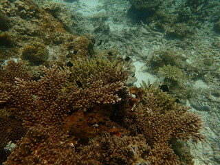 Coral found at coral reef area at beautiful Island in Malaysia