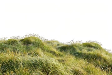 Serene grassy dunes landscape