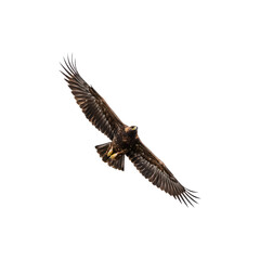 Fototapeta premium A majestic bald eagle soaring in the sky, wings spread wide, embodying freedom, strength, and national pride.