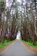 Deep forest of tall pine trees