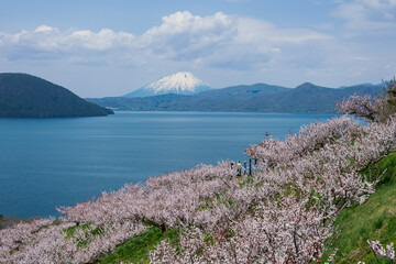 梅満開の壮瞥公園の展望台から洞爺湖 羊蹄山が見渡せる絶景