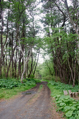 Deep forest of tall pine trees