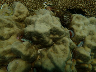 Coral found at coral reef area at beautiful Island in Malaysia