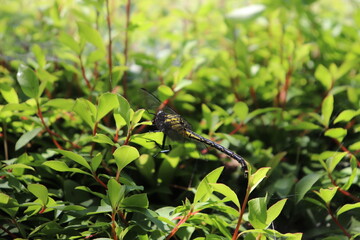 A large dragonfly resting on a leaf.