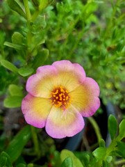 pink and yellow flower
