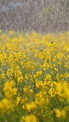 Obraz premium Yellow wildflowers blooming in the rain summer shower