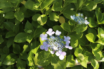 Hydrangeas blooming in early summer.