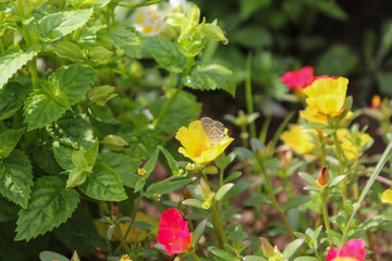 A flower field in early summer.