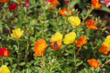 Fototapeta premium A flower field in early summer.