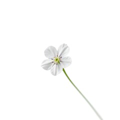 Fototapeta premium A single forget-me-not flower, captured in macro detail against a stark white background