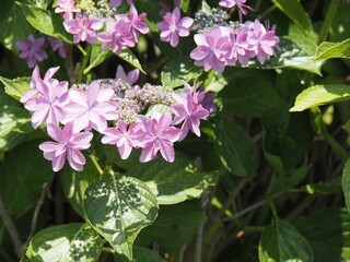 Naklejka premium アジサイ