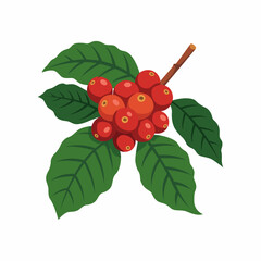 Ripe red coffee cherries on a branch with dark green leaves.