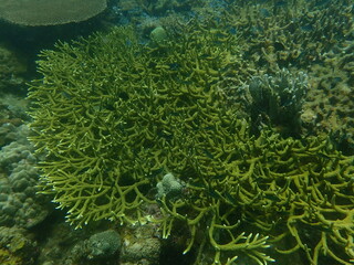 Coral found at coral reef area at beautiful Island in Malaysia