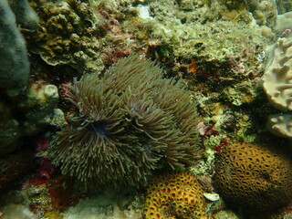 Coral found at coral reef area at beautiful Island in Malaysia