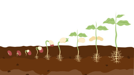 Epigeal Seedling Plant Growth Stages Type Environmental Biology Science