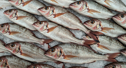 Obraz premium Freshly caught fish on ice, their scales gleaming. A bounty of the sea, ready for market or a delicious meal. Natural, nutritious.