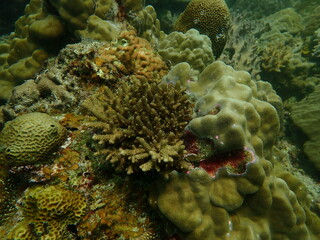 Coral found at coral reef area at beautiful Island in Malaysia