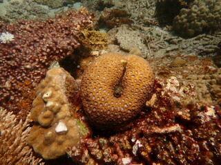 Coral found at coral reef area at beautiful Island in Malaysia