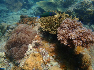 Coral found at coral reef area at beautiful Island in Malaysia