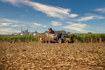 Sugar caSugar cane hasvest plantationne hasvest plantation