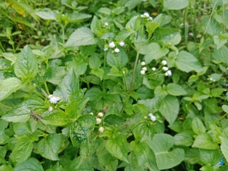 Beautiful Blooming Flowers in the Morning Garden
