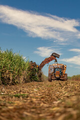 Sugar caSugar cane hasvest plantationne hasvest plantation