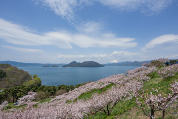 桜咲き 梅満開の壮瞥公園の展望台から洞爺湖 羊蹄山が見渡せる絶景
