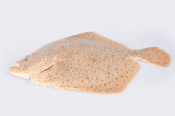 Fresh turbot
