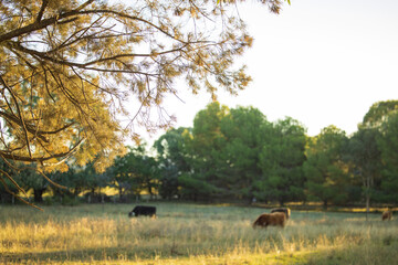 Tree branch illuminated by late afternoon stock with cattle grazing in background