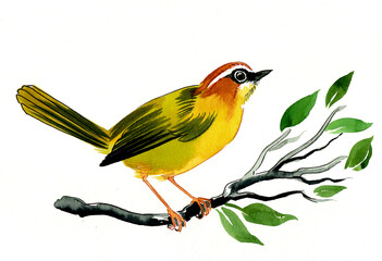 Bird on a tree branch. Hand drawn watercolor illustration
