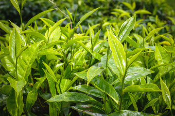 close up and detail green leaves background nature freshness natural color