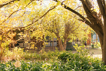 Garden filled with vibrant autumn leaves in rural New South Wales town