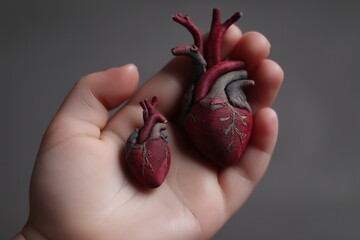 Two anatomical heart models held in a hand showing size comparison and detailed structure of the organ