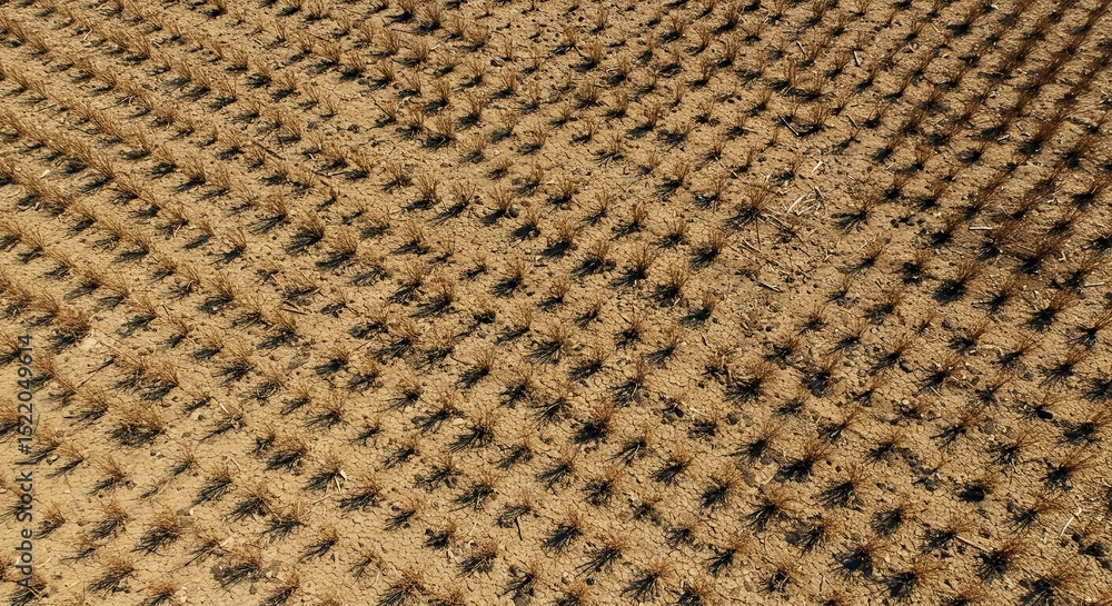 Poster A field of brown grass with a few small trees scattered throughout