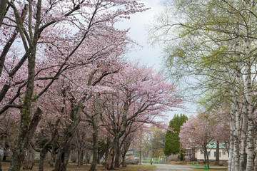 敷地内に咲く北国の春のエゾヤマザクラのピンクの花