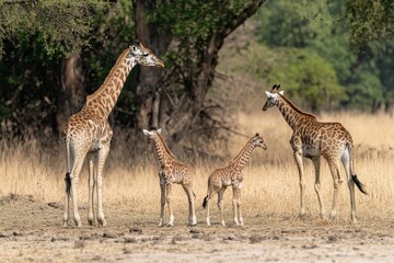 Obraz premium Giraffe family explores savannah for food under the warm sun, A giraffe family searches for food in the savannah