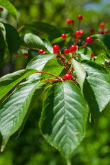 大きく実った桜の木の実　さくらんぼ　ソメイヨシノ