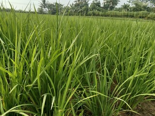 Golden Rice Plants Growing in Peaceful Paddy Field