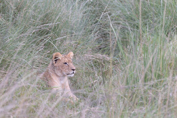 Young Lion Watching from the Grass