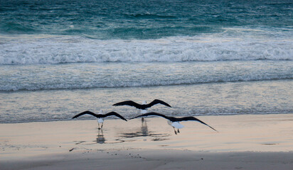 tr&ecirc;s gaivotas organizadas e afinadas prontas para decolar.
