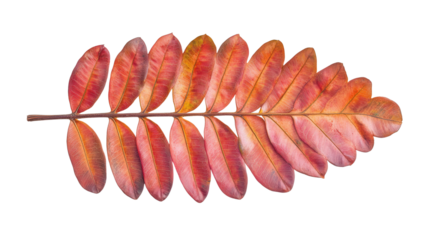 Amazon rare Cecropia leaf structure Transparent background, PNG