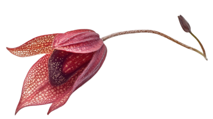 Amazonian orchid Dichaea pendula flower Transparent background, PNG