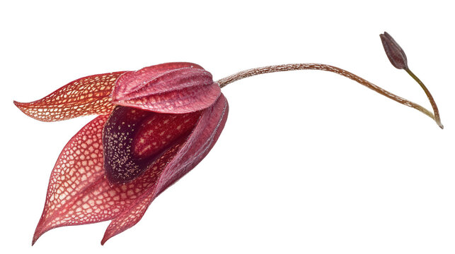 Amazonian orchid Dichaea pendula flower Transparent background, PNG