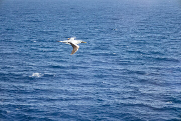 A seagull flying over the sea