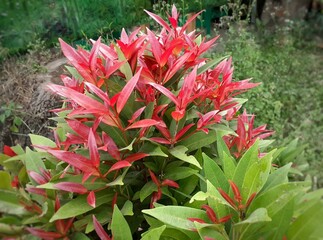 Fresh reddish young leaf tips in the morning. Pucuk Merah Plant.