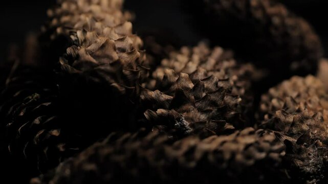 A rotating studio base displays pine cones in flickering light, shadow dancing