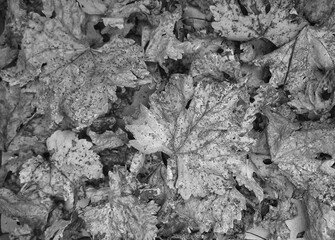 Monochrome background image of a collection of dry leaves.