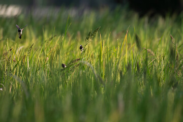 Small vibrant Tricolor Munias flit and forage within a vibrant green rice paddy. The lush agriculture landscape provides a dynamic natural habbit. 