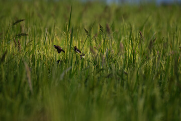 Small vibrant Tricolor Munias flit and forage within a vibrant green rice paddy. The lush agriculture landscape provides a dynamic natural habbit. 